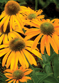 Echinacea 'Now Cheesier'